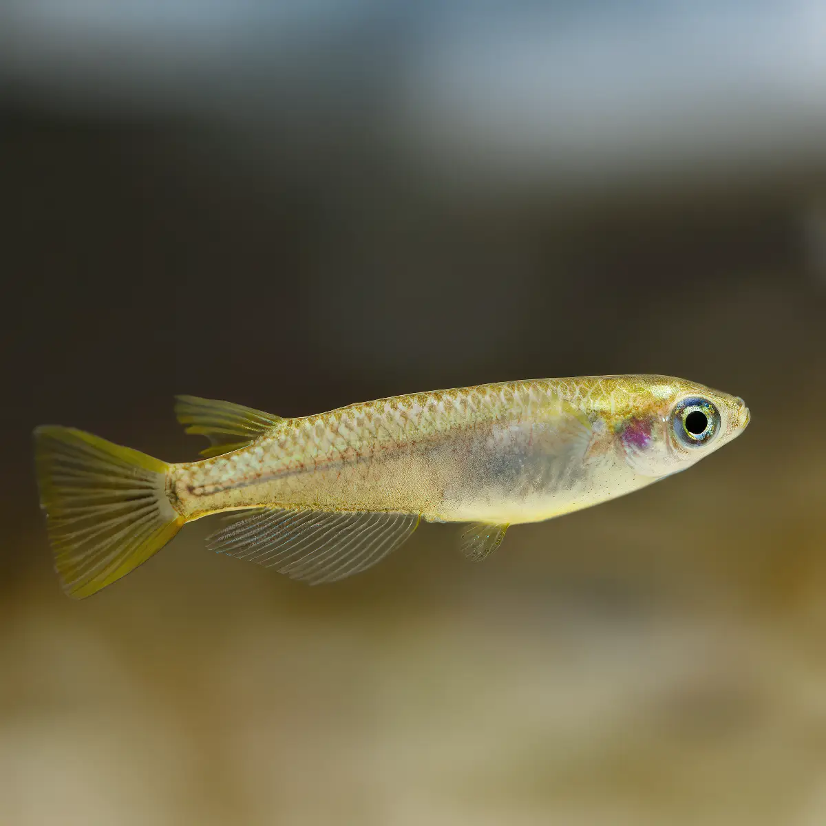 Medaka SP | Oryzias latipes nascapers.es