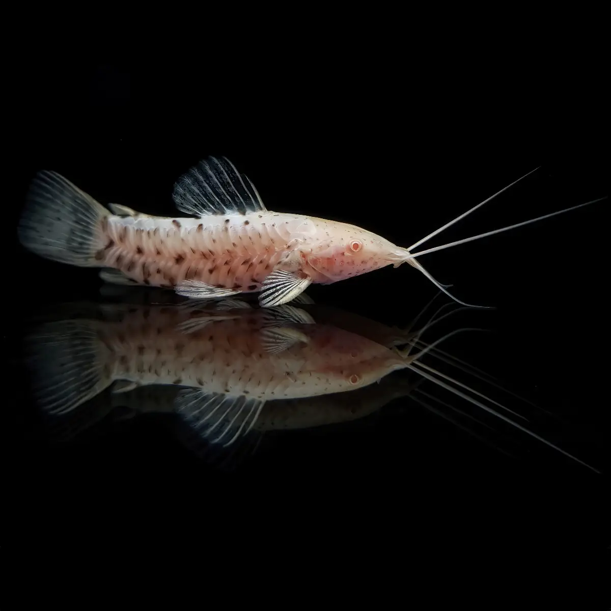 Pez Gato Acorazado Albino | Hoplosternum nascapers.es