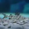 Pez Gato Pimelodella Pictus Salvaje | Pimelodus pictus nascapers.es