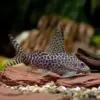 Pez Gato Synodontis Eupterus nascapers.es
