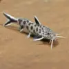 Synodontis Petricola nascapers.es