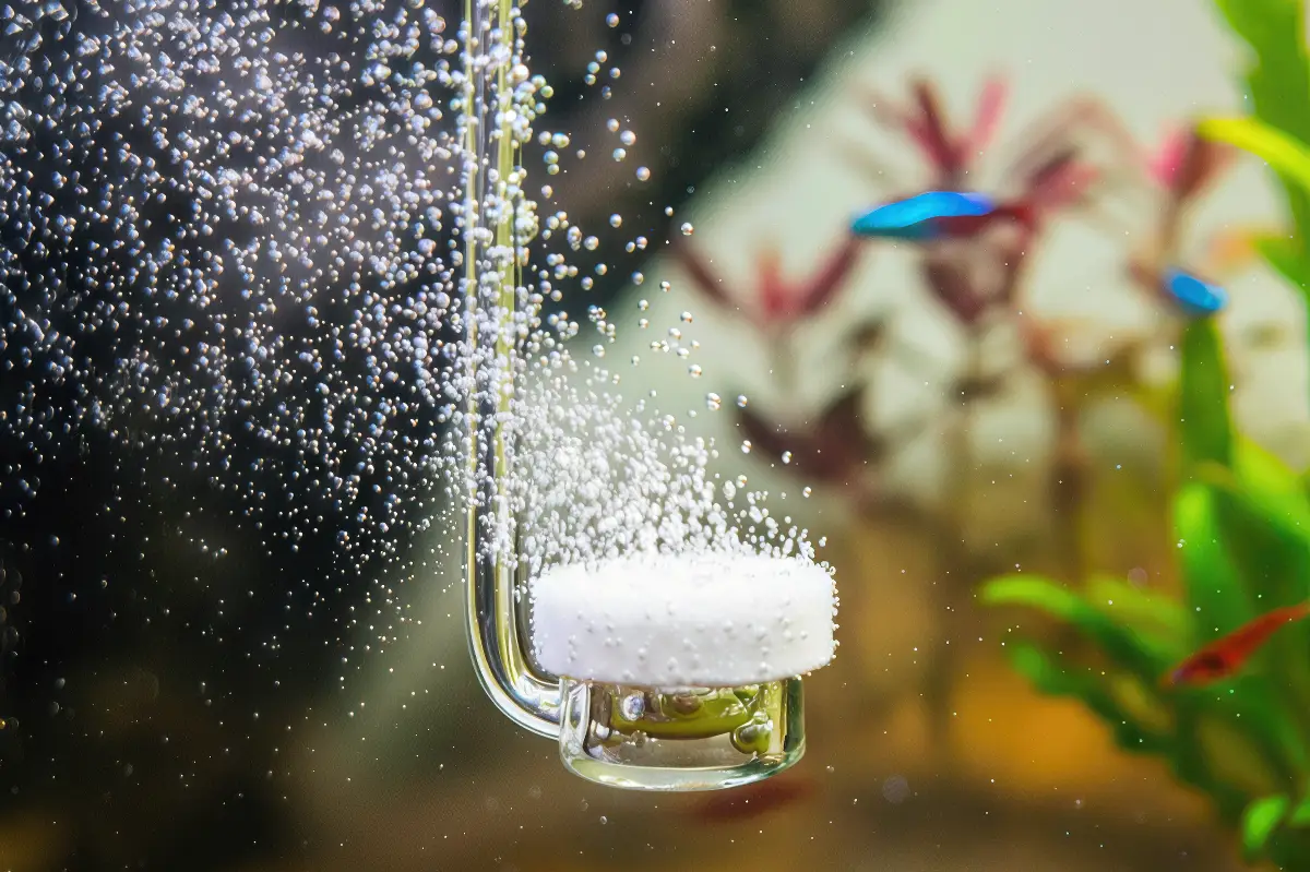 Revisa el fotoperiodo y el CO2 nascapers.es