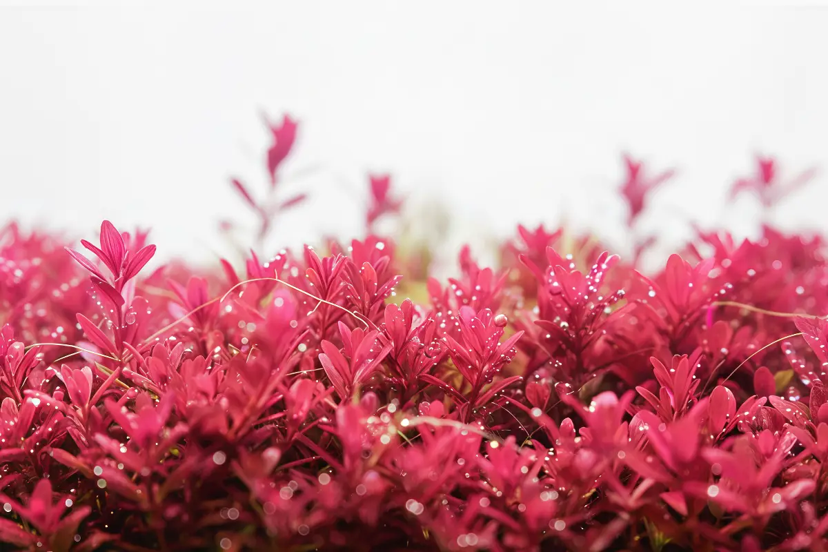 Errores Fotoperiodo nascapers.es