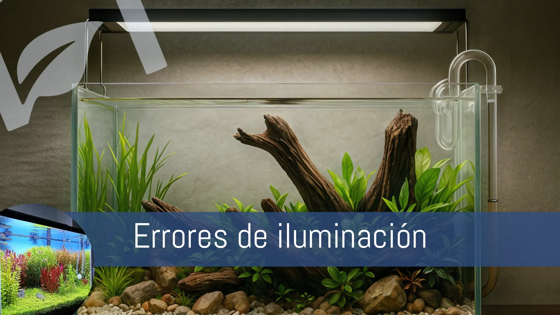 Errores típicos con el fotoperiodo en nature aquarium nascapers.es