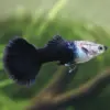 Guppy Macho Tuxedo Negro nascapers.es