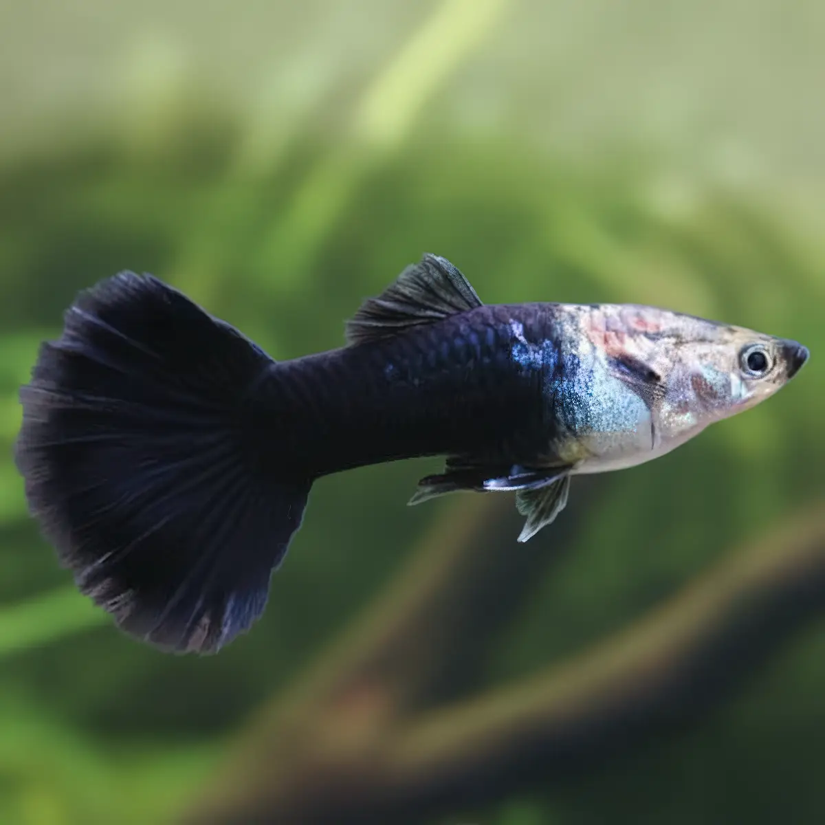Guppy Macho Tuxedo Negro nascapers.es