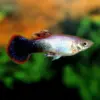 Guppy Macho Tuxedo Rosa nascapers.es