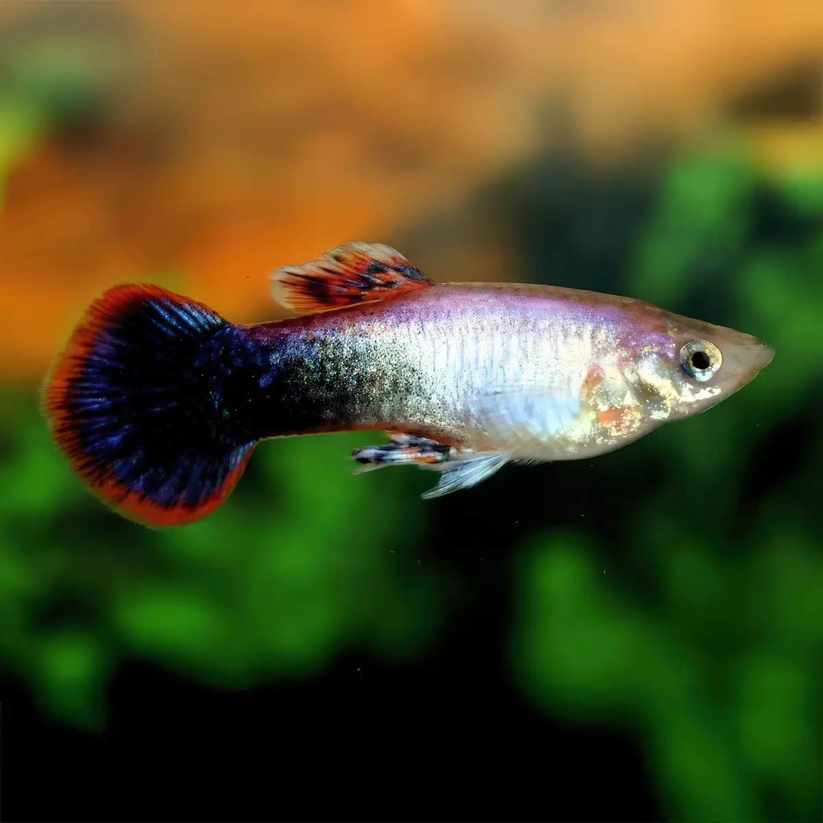 Guppy Macho Tuxedo Rosa nascapers.es