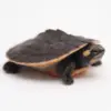 Emydura subglobosa Tortuga Payaso