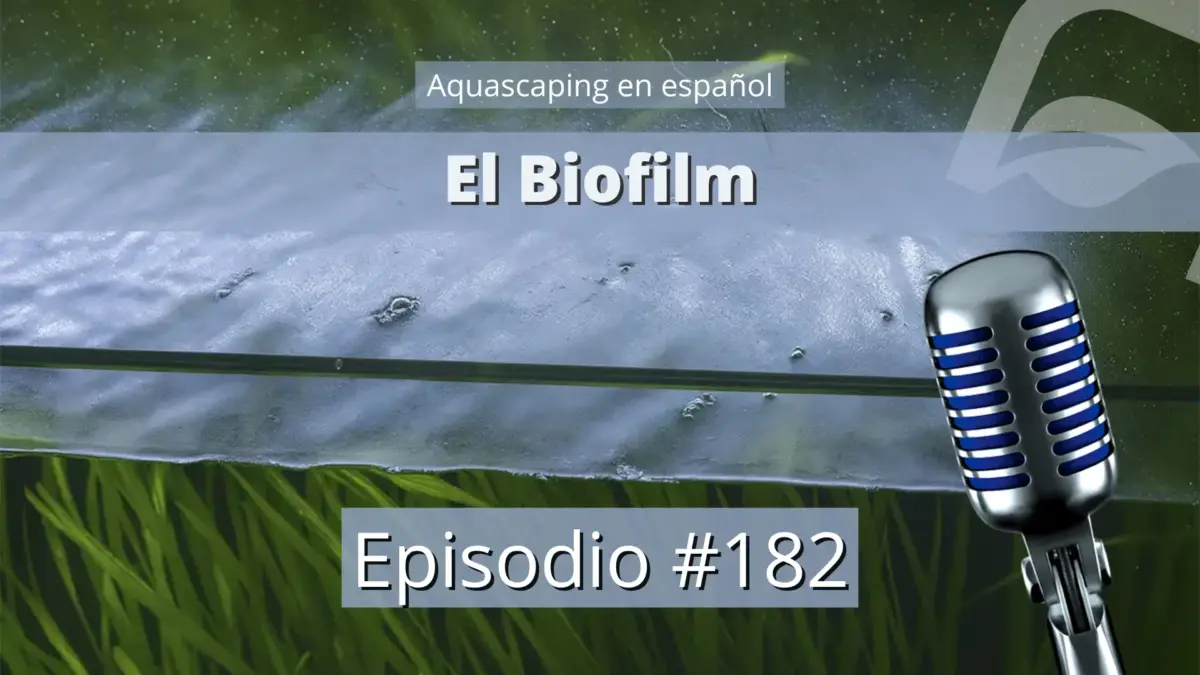 El biofilm en el acuario plantado nascapers.es