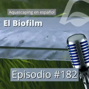 El biofilm en el acuario plantado nascapers.es