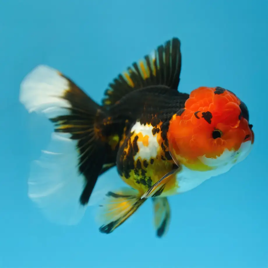 Oranda Tricolor nascapers online
