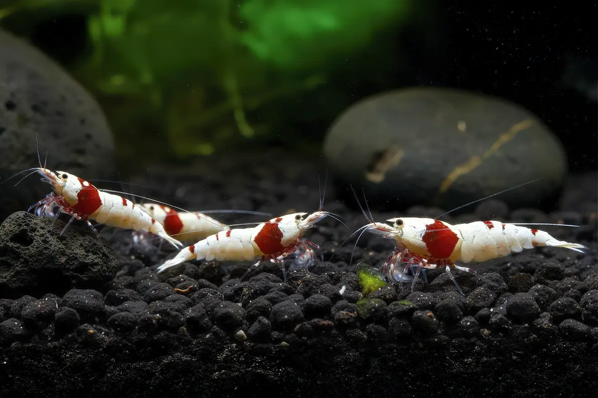 Las gambas son sensibles a los cambios de temperatura nascapers.es