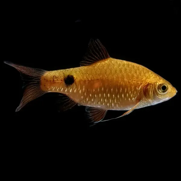 Barbo Rosy Amarillo | Pethia conchonius nascapers.es