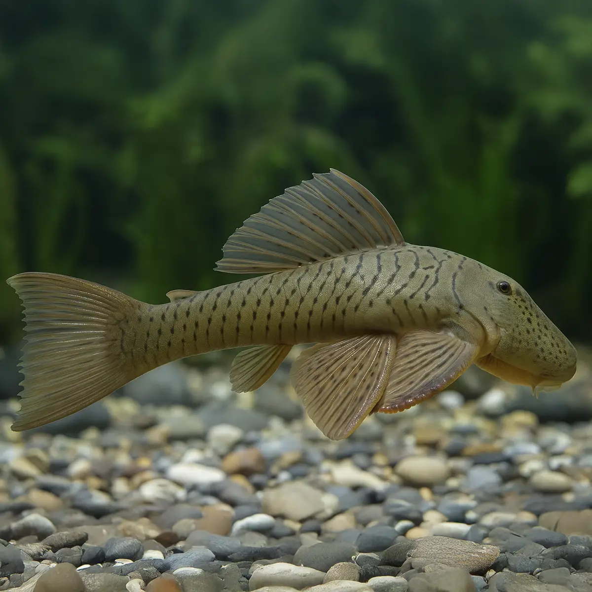 Chaetostoma Thomasi Salvaje nascapers.es