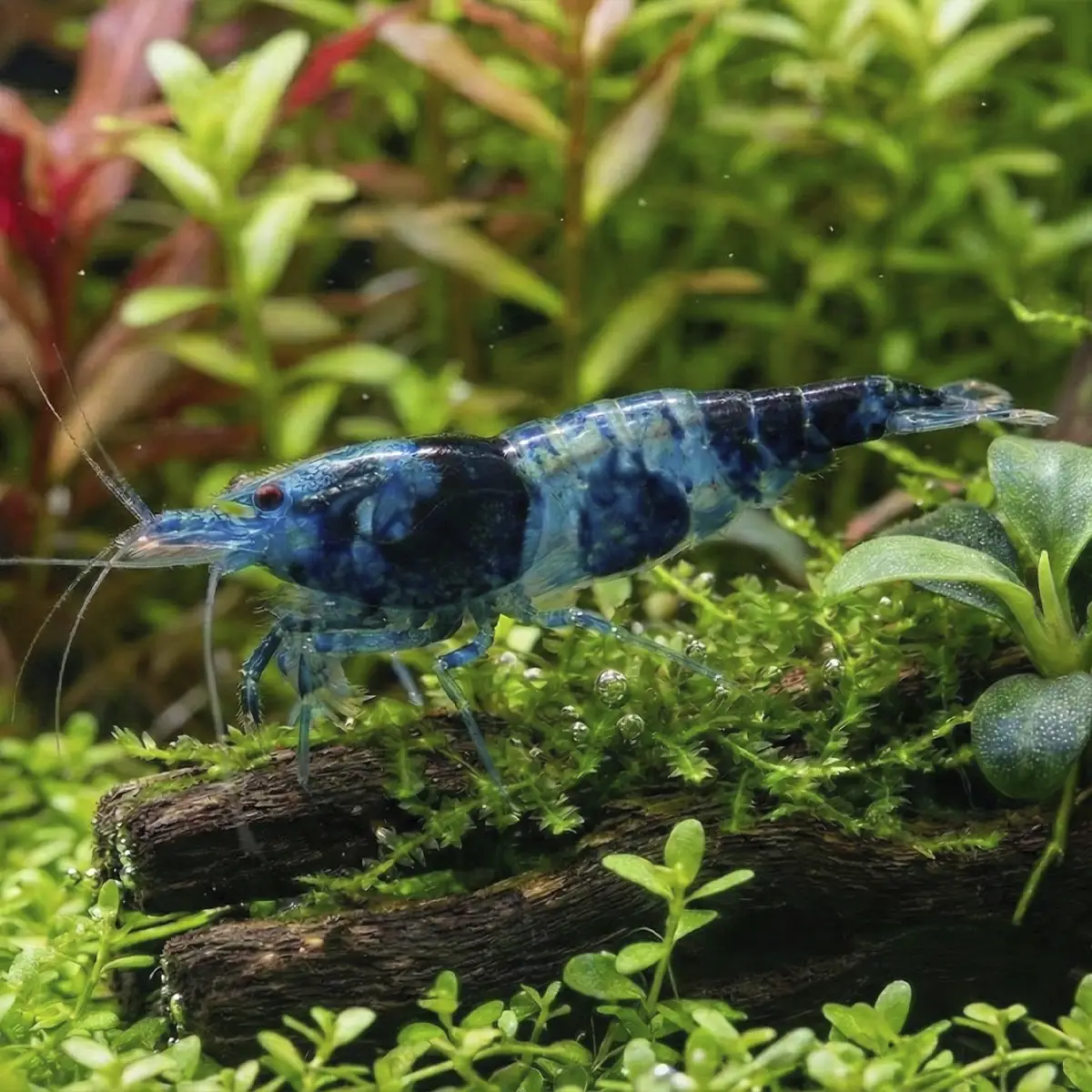 Neocaridina Blue Black Rili Sakura nascapers online