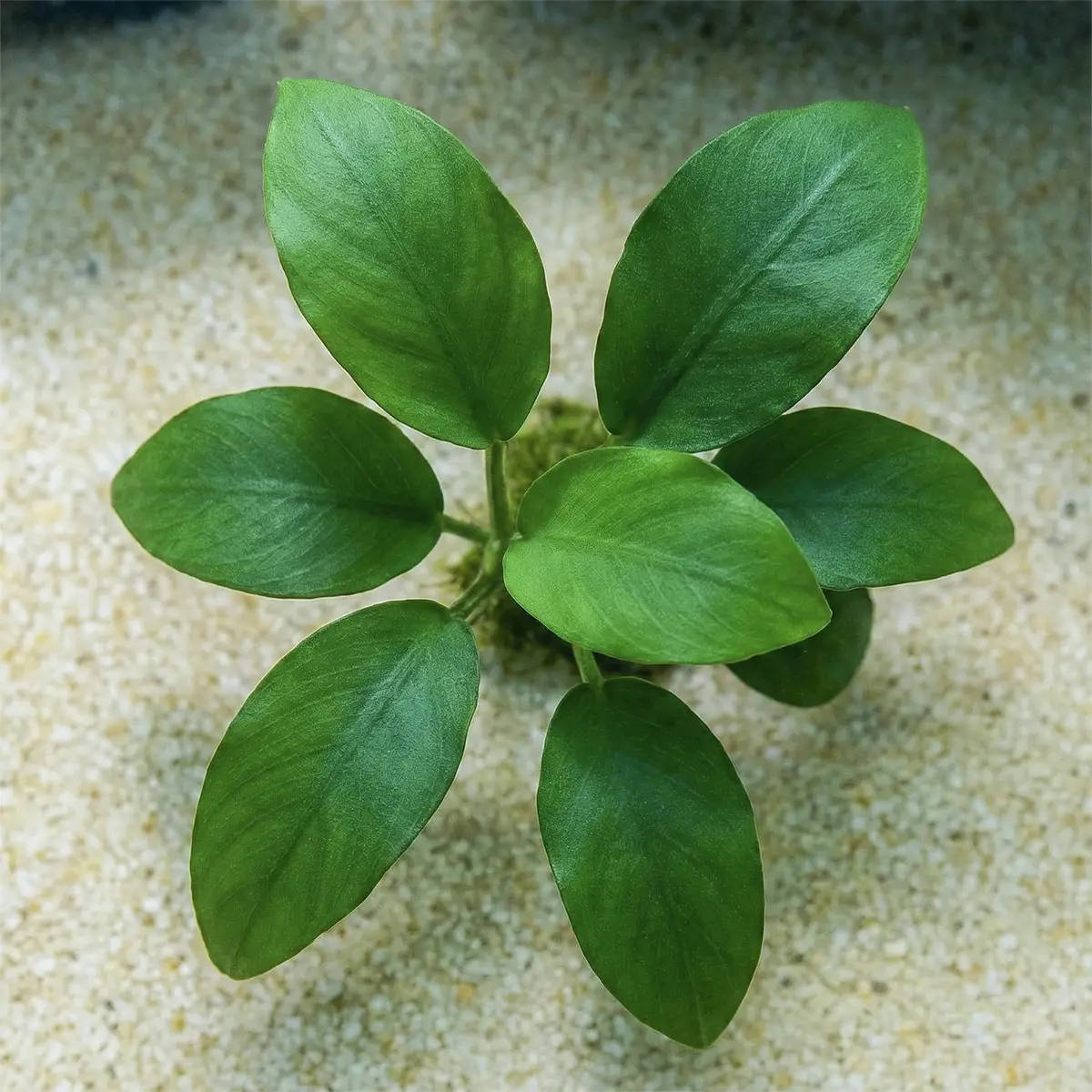 Anubias