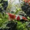 Neocaridina Red Rilli Sakura nascapers.es