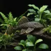 Baryancistrus Golden Nugget Salvaje L018 | Xanthellus nascapers.es