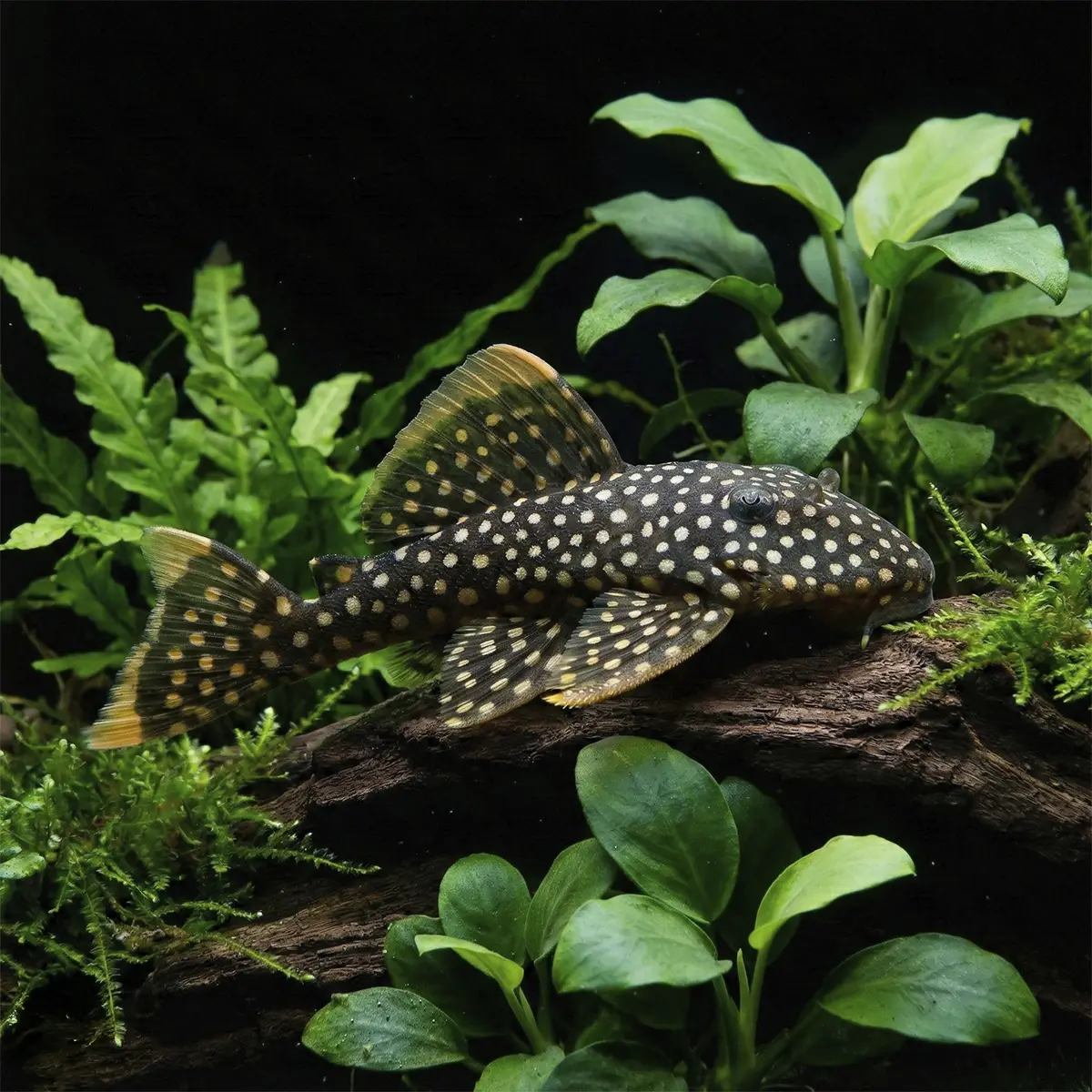 Baryancistrus Golden Nugget Salvaje L018 | Xanthellus nascapers.es