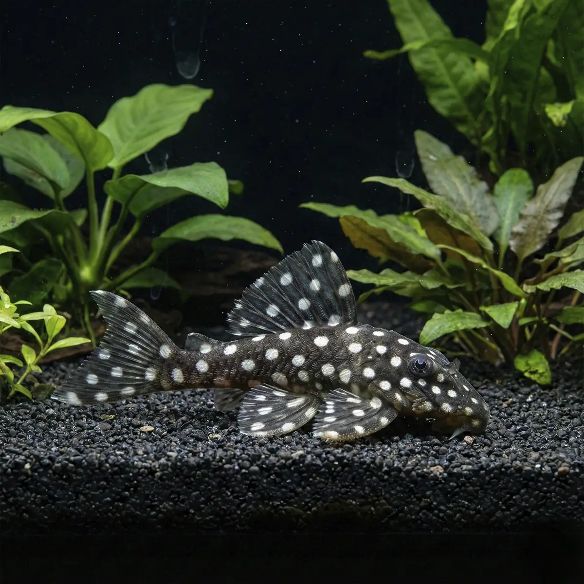 Baryancistrus Snow Flake Salvaje L142 nascapers.es