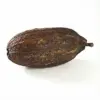 Cacao Pod 12-18 cm nascapers.es