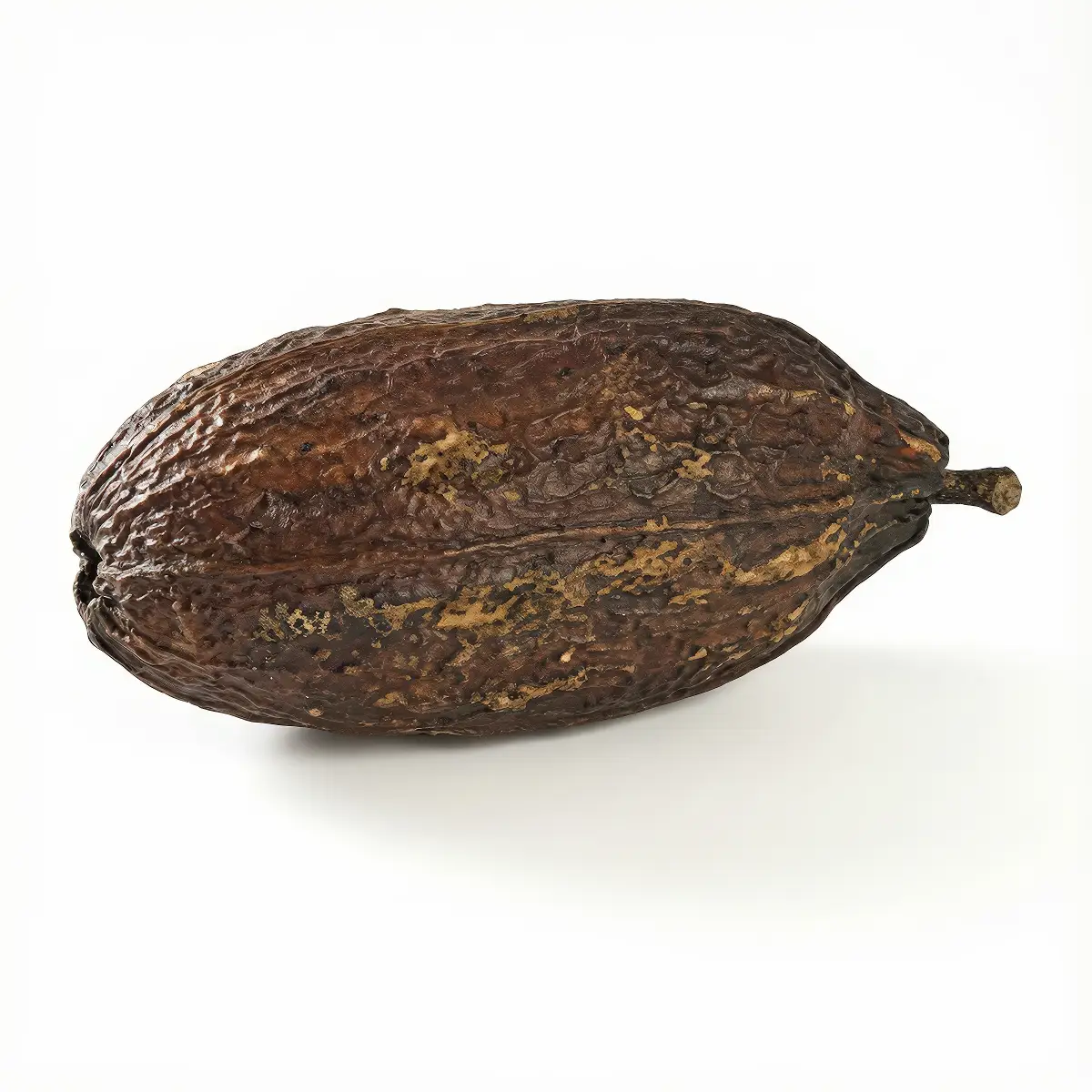 Cacao Pod 12-18 cm nascapers.es