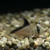 Corydora Melini Salvaje nascapers.es