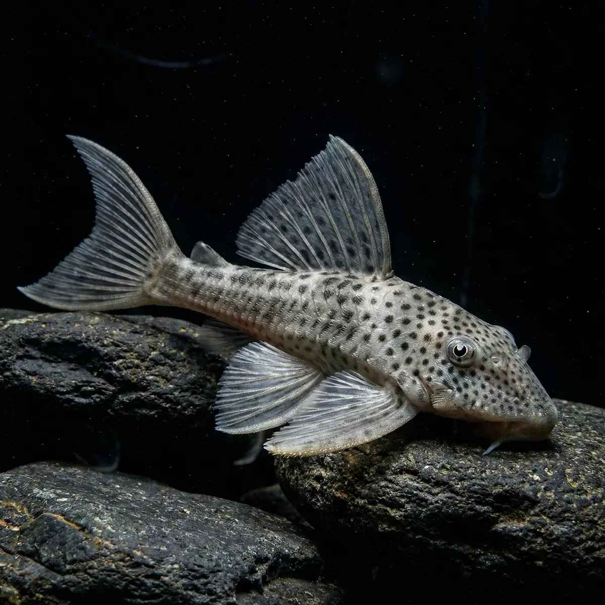 Hemiancistrus Snethlageae nascapers.es