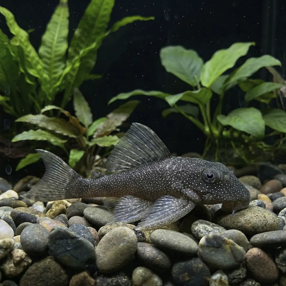 Hypancistrus Sp. Salvaje L262 nascapers.es