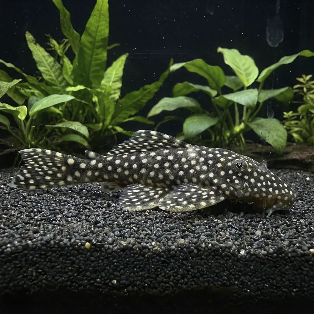 Leporacanthicus Galaxias Salvaje L029 nascapers.es