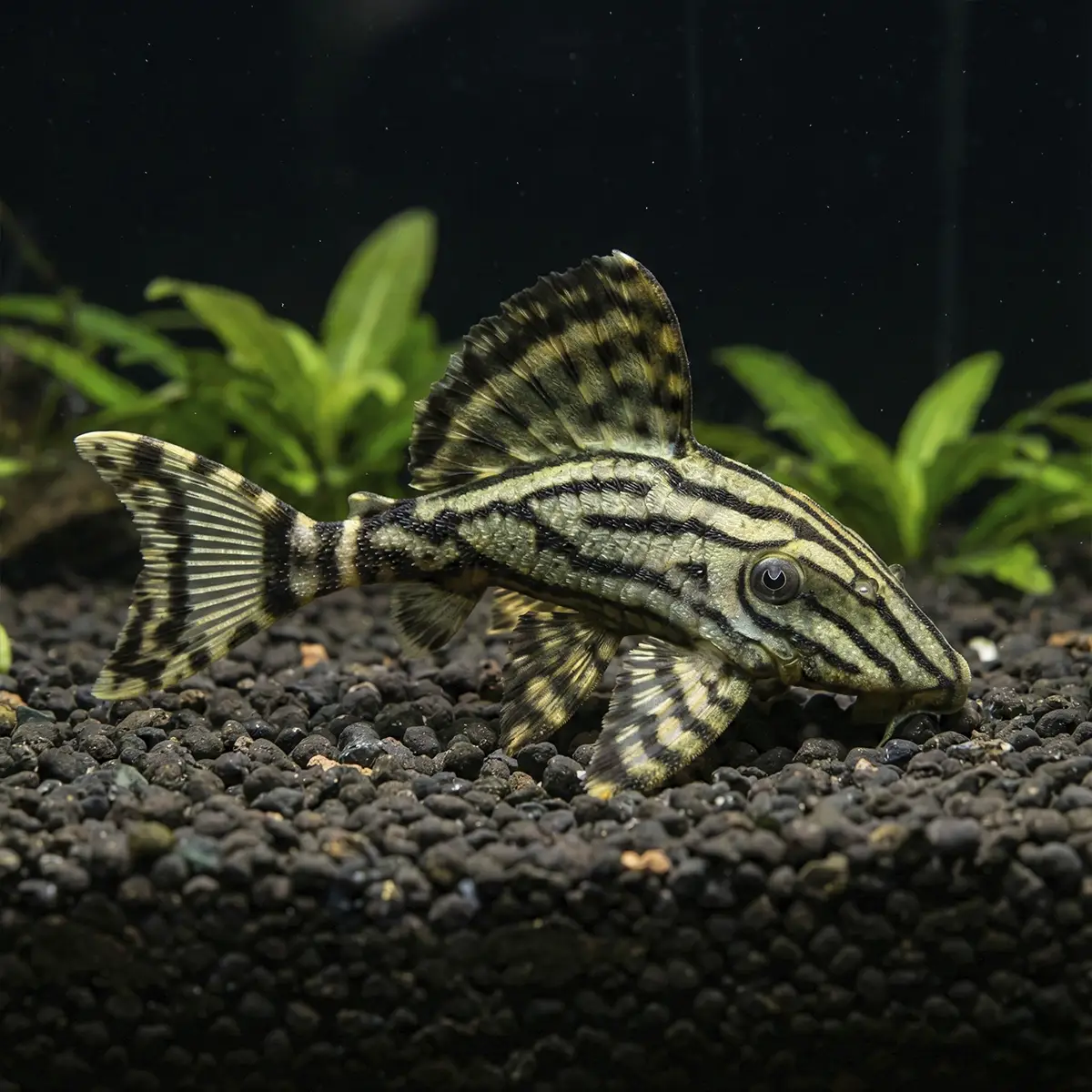 Panaque Nigrolineatus Salvaje L191 nascapers.es