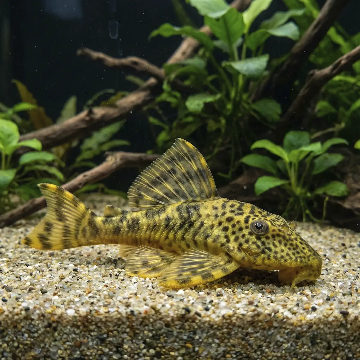 Peckoltia Brevis Salvaje LDA 078 nascapers.es