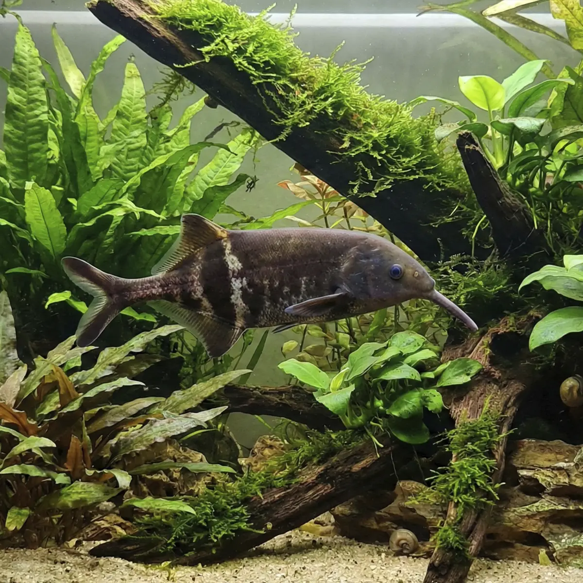 Pez Elefante | Gnathonemus petersii