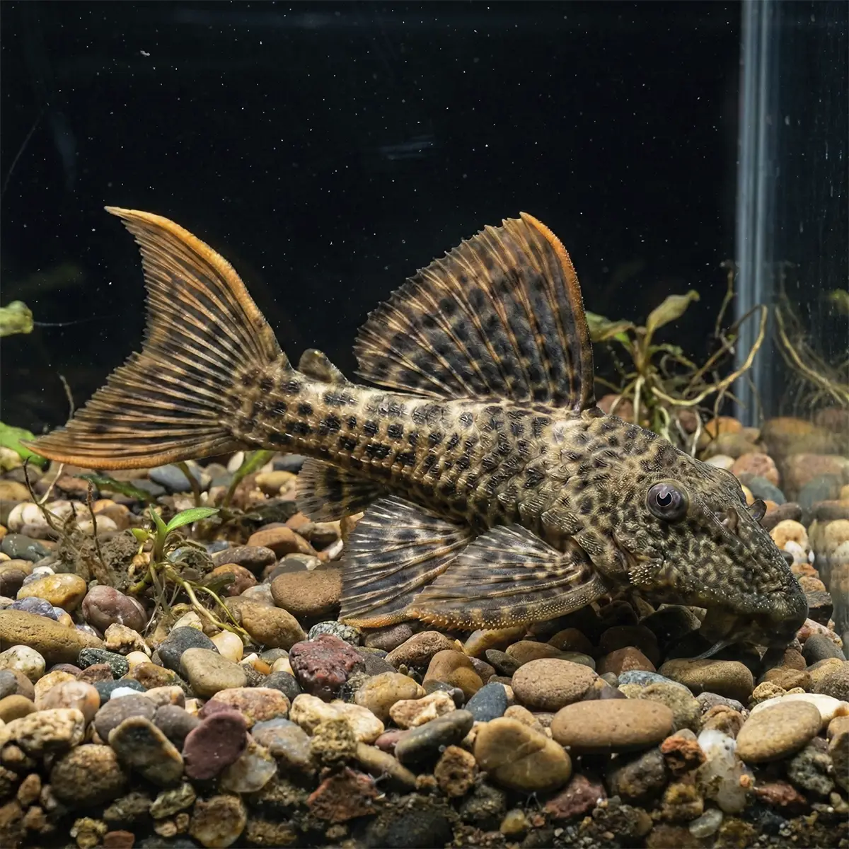 Pseudacanthicus Cactus Escarlata Salvaje L025 | Pirara nascapers.es