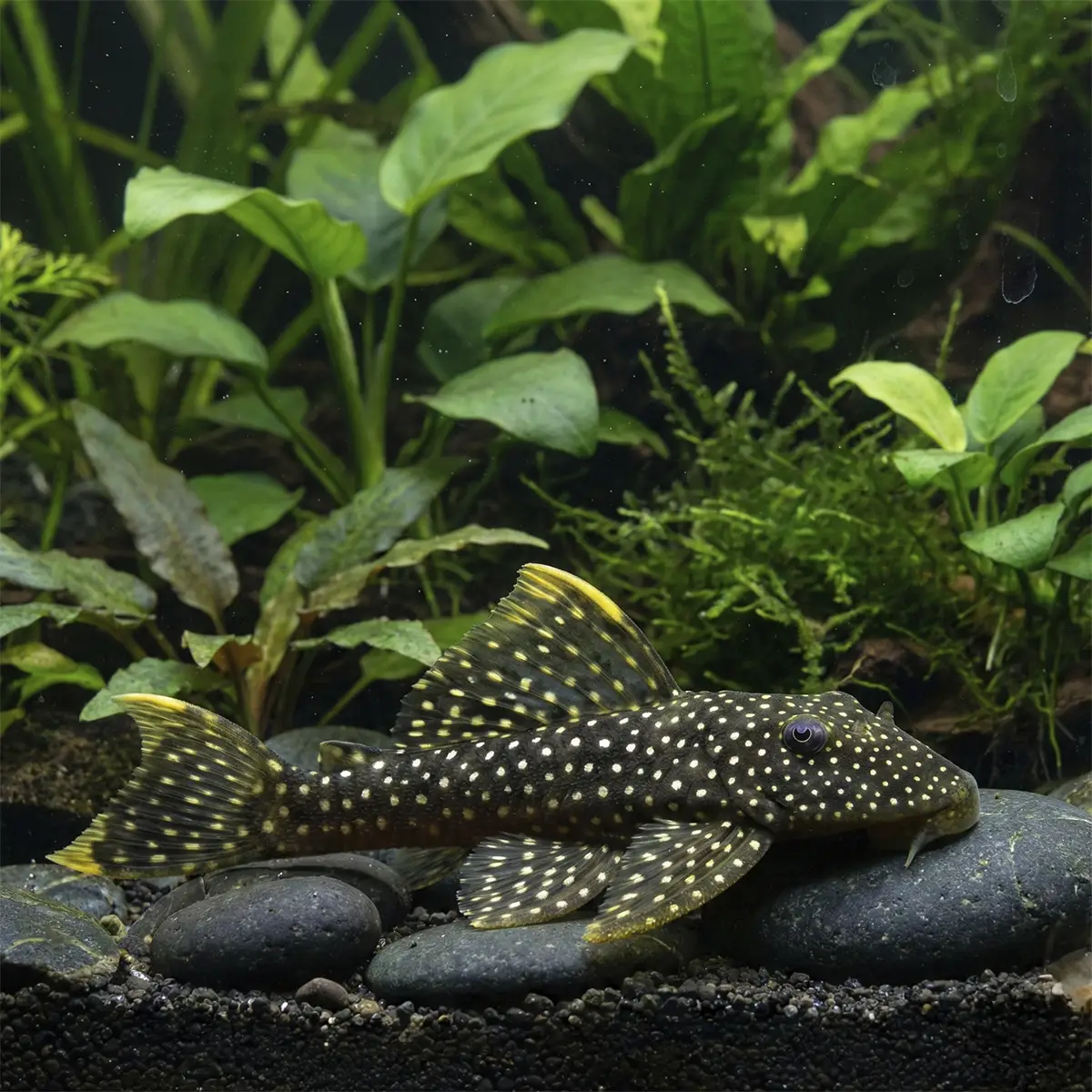 Pseudancistrus Asurini Salvaje L067 nascapers.es