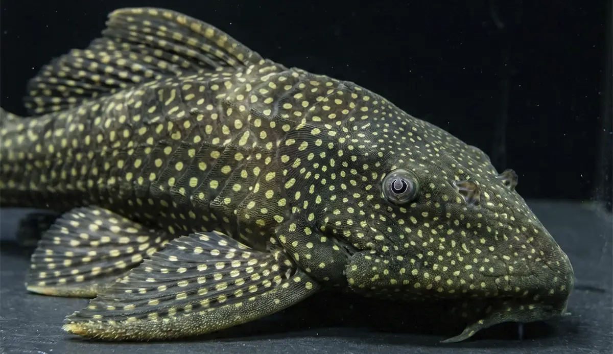 Ancistrus nascapers.es