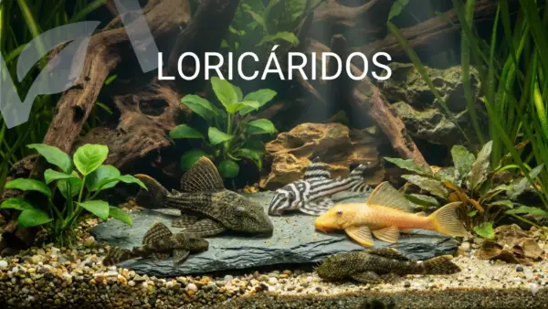 Loricaridos nascapers.es