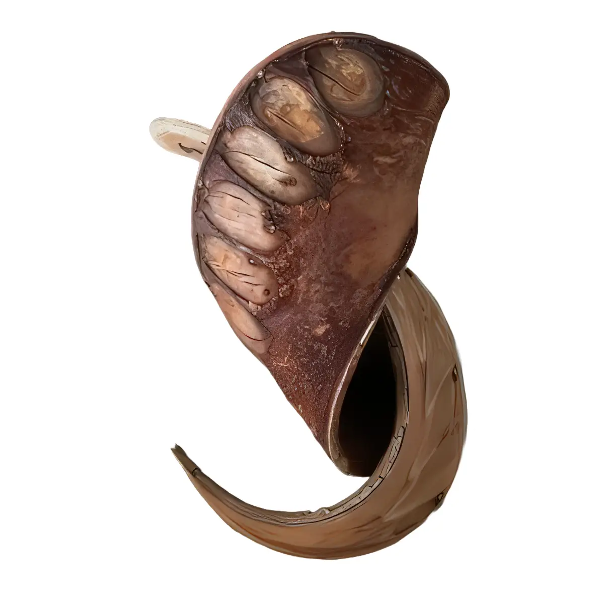 Vaina Xylia 2 ud nascapers.es