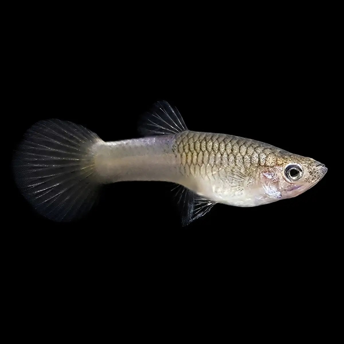 Guppy Hembra Amarillo Alemán | Poecilia Reticulatus nascapers.es