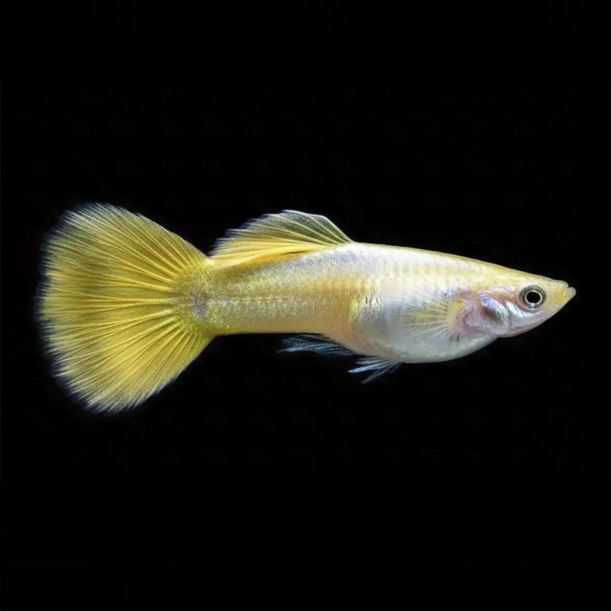 Guppy Macho Amarillo Alemán