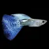 Guppy Macho Azul Mosaico | Poecilia reticulata nascapers.es