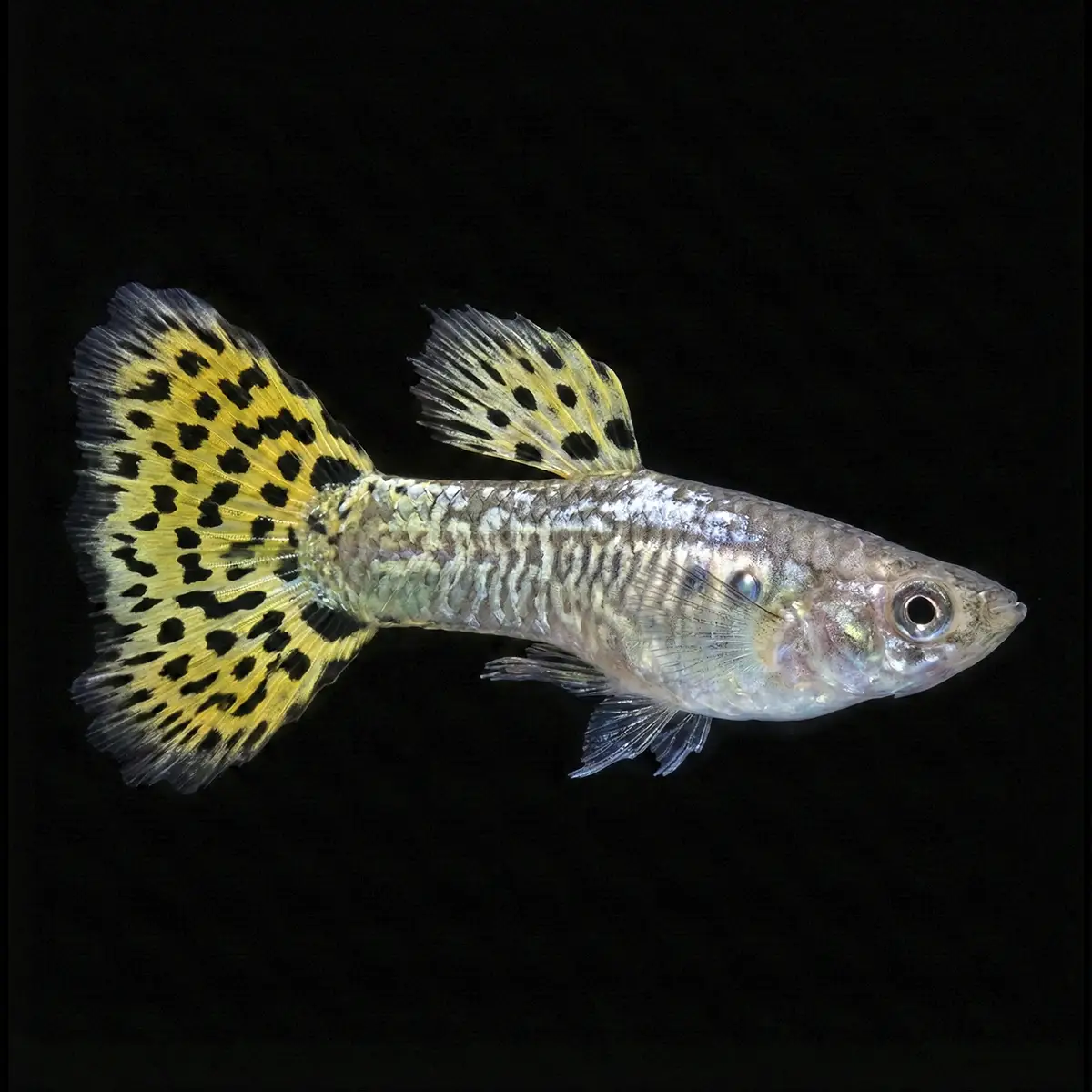 Guppy Macho Endler Cobra Verde | Poecilia Wingei nascapers.es