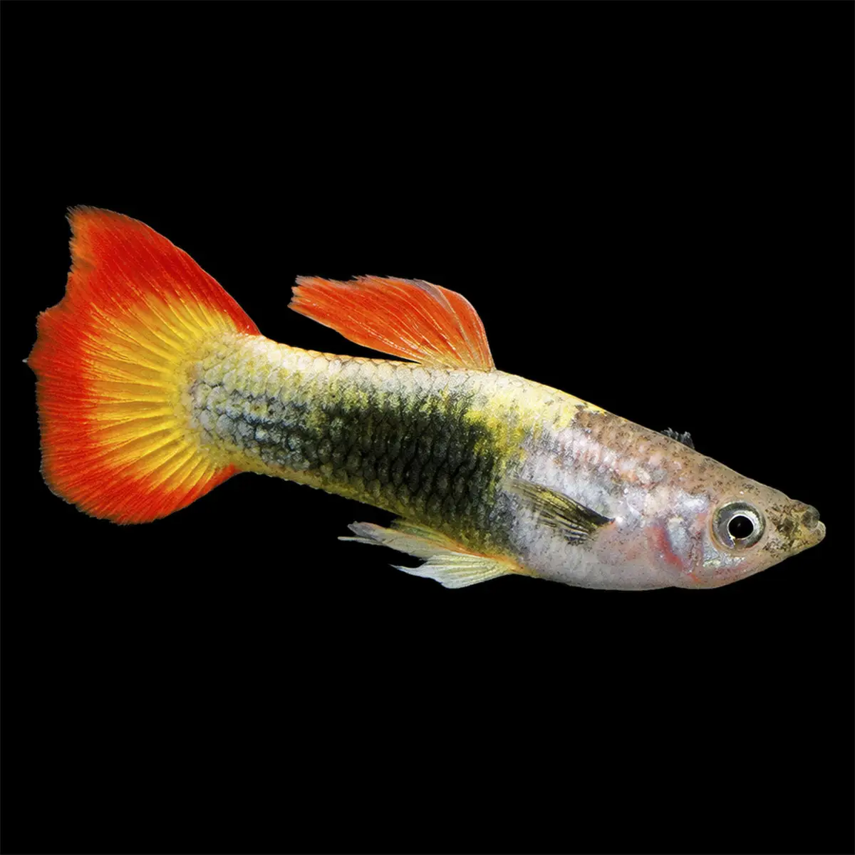 Guppy Macho Flame | Poecilia Reticulatus nascapers.es