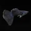 Guppy Macho Full Black | Poecilia Reticulatus nascapers.es