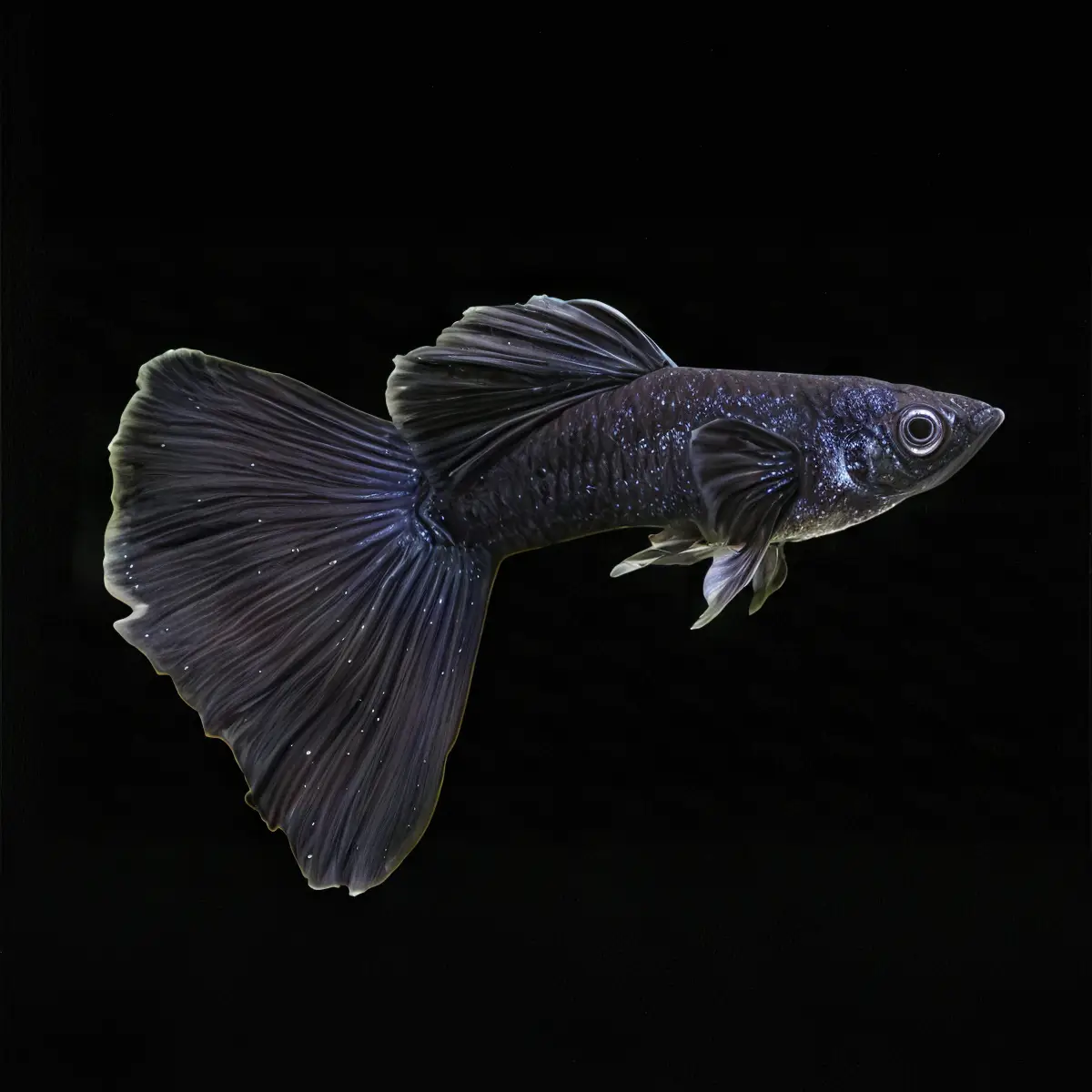 Guppy Macho Full Black | Poecilia Reticulatus nascapers.es