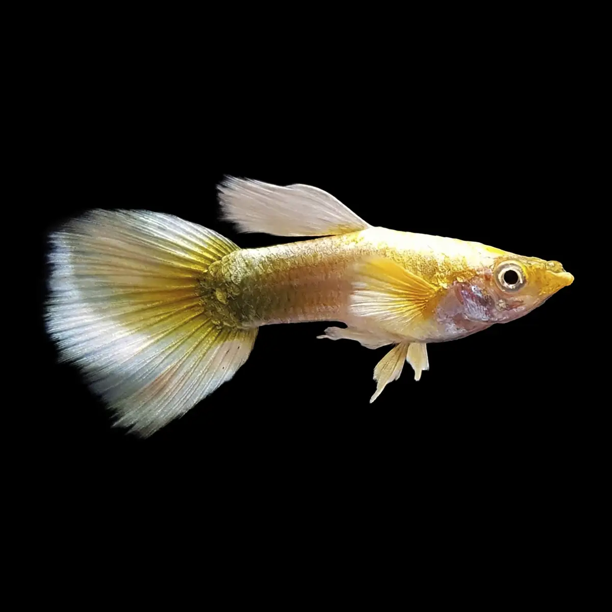 Guppy Macho Full Gold | Poecilia Reticulatus nascapers.es