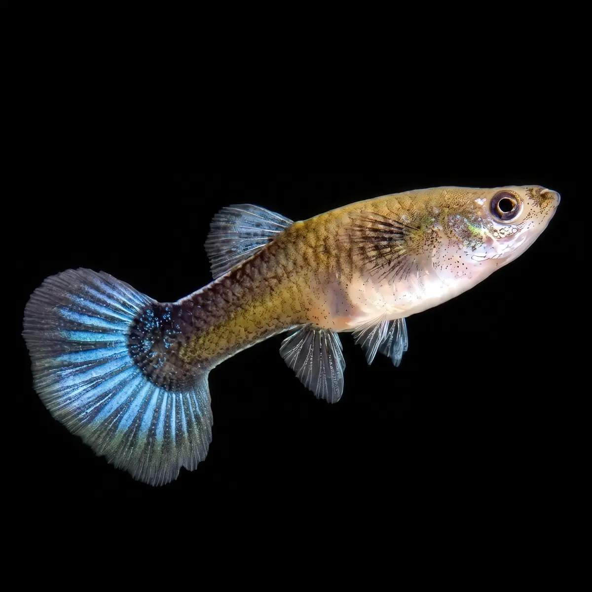 Guppy Macho Golden Panda | Poecilia Reticulatus nascapers.es