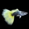 Guppy Macho Half Black Yellow Delta | Poecilia Reticulatus nascapers.es