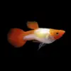 Guppy Macho Red Cap | Poecilia Reticulatus nascapers.es
